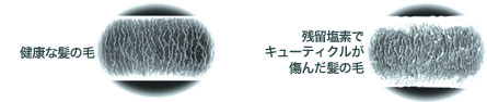 毛髪拡大図
